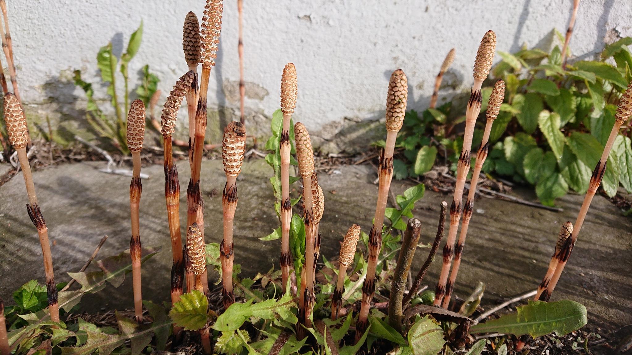 Equisetum arvense